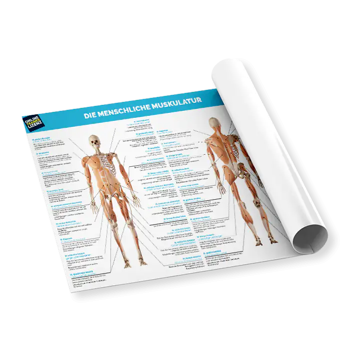 OTL Anatomieposter OTL Anatomieposter