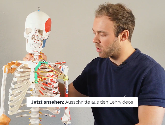 Ausschnitt aus unseren Anatomie-Lehrvideos mit unserem Videodozenten Conny.