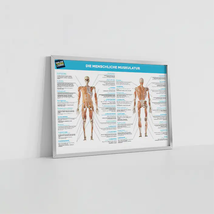 OTL Anatomieposter OTL Anatomieposter